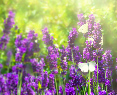Lavendel