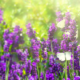 Lavendel