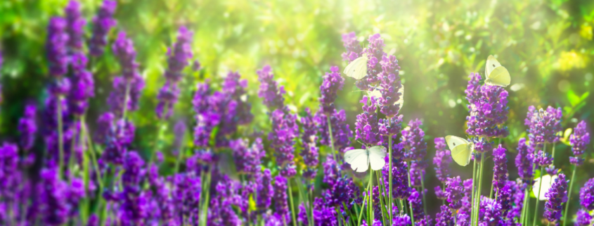 Lavendel